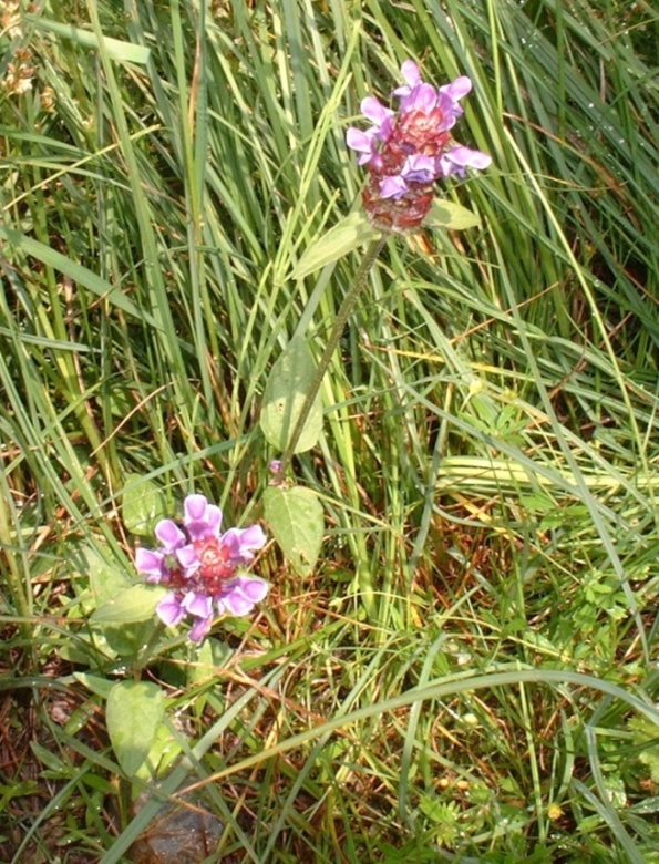 Prunella vulgaris